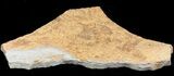 Pennsylvanian, Fossil Microbial Mat - Oklahoma #41111-1